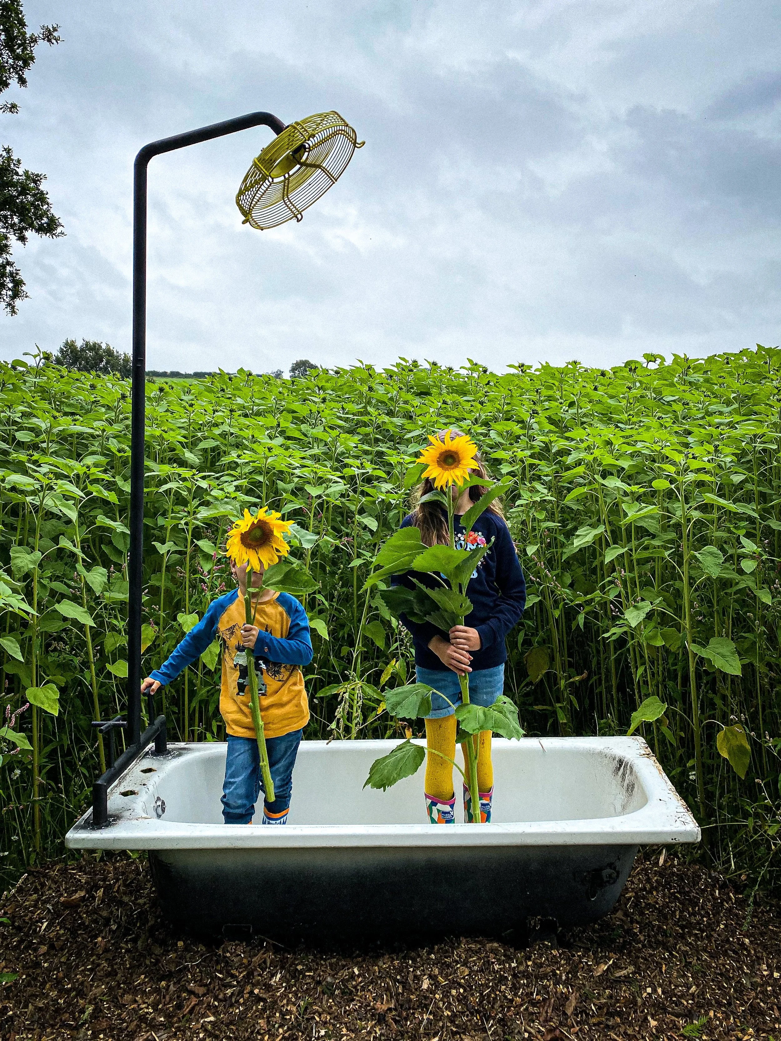 Two children standing in a bath with sunflowers covering their faces in a sunflower field