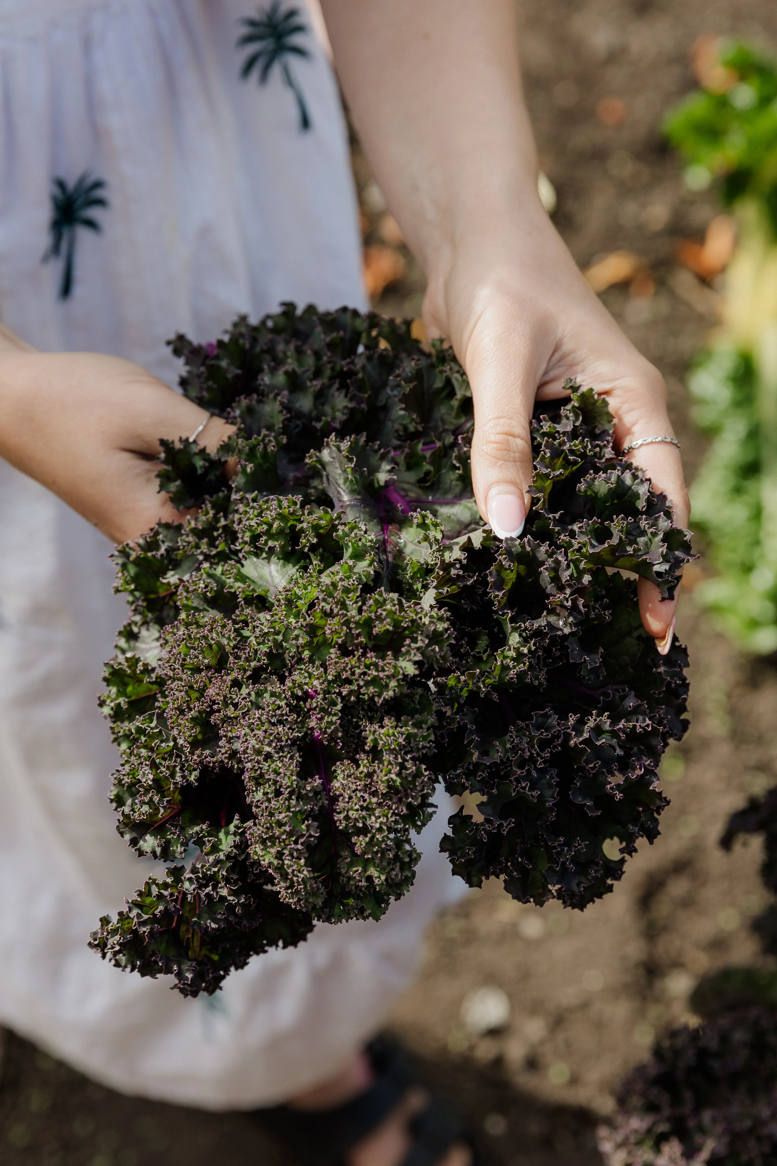 Rebecca Archer - Allotment-12.jpg