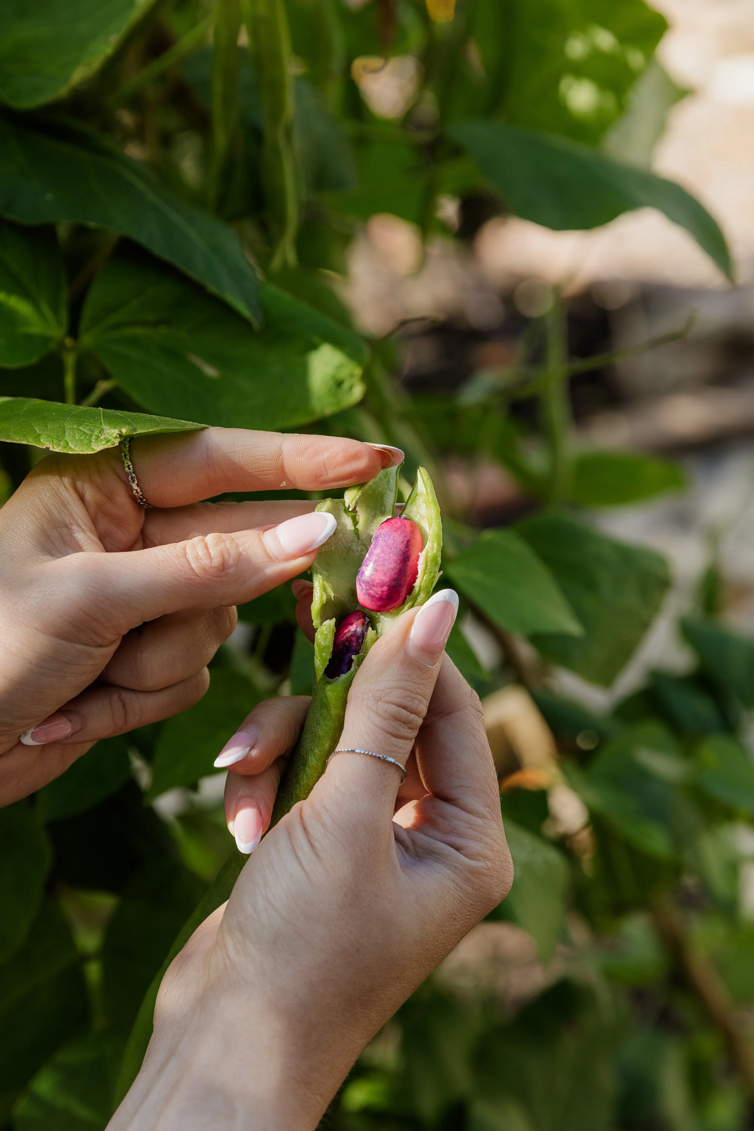 Rebecca Archer - Allotment-36.jpg