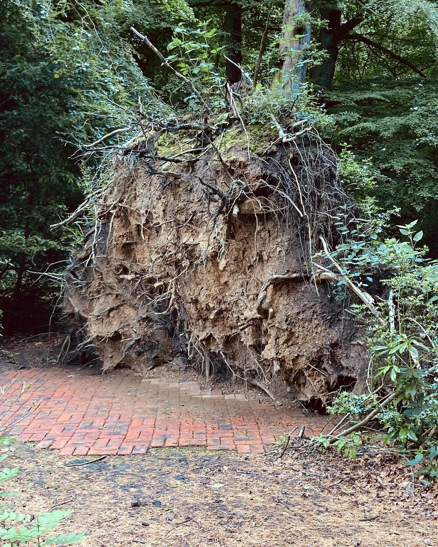 For all my metaphor loving friends:  Out of the painful disaster of storm Arwen arose new form and beauty. #wallingtonhall #woodartist #sculpture #mentalheath #artisan #energyflow #creativity #northumberland #craft #woodwork #gardening #artisan #newb