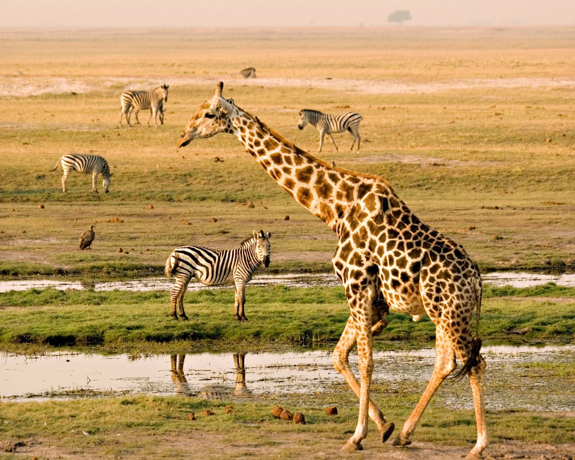 Jirafas caminando sobre las llanuras doradas del Delta del Okavango al atardecer, Botswana. Vida salvaje africana en su hábitat natural.