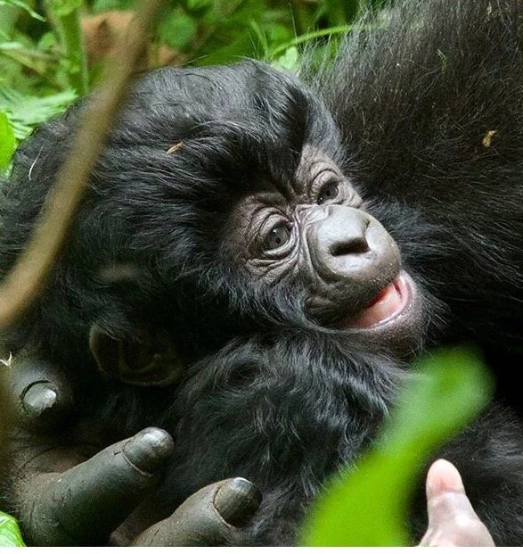 En 2026, gorilas, safaris y aventuras en Uganda y Ruanda 