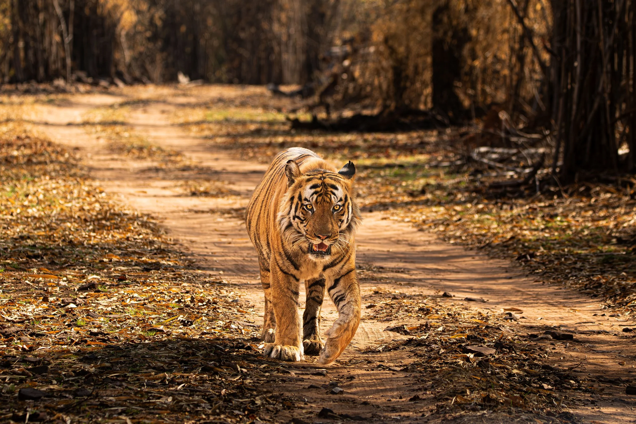 BANDHAVGARH TIGER0C3A0853-NR.jpg