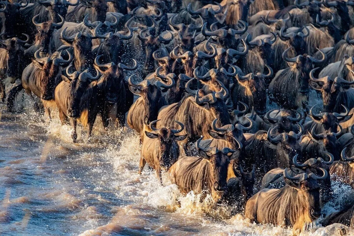 Safari en África