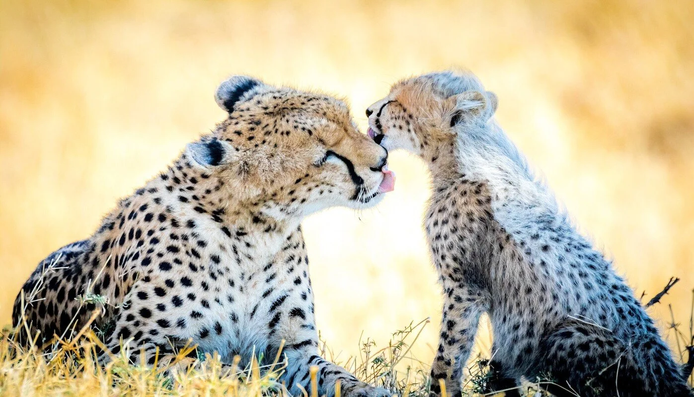 Guepardos en serengeti 