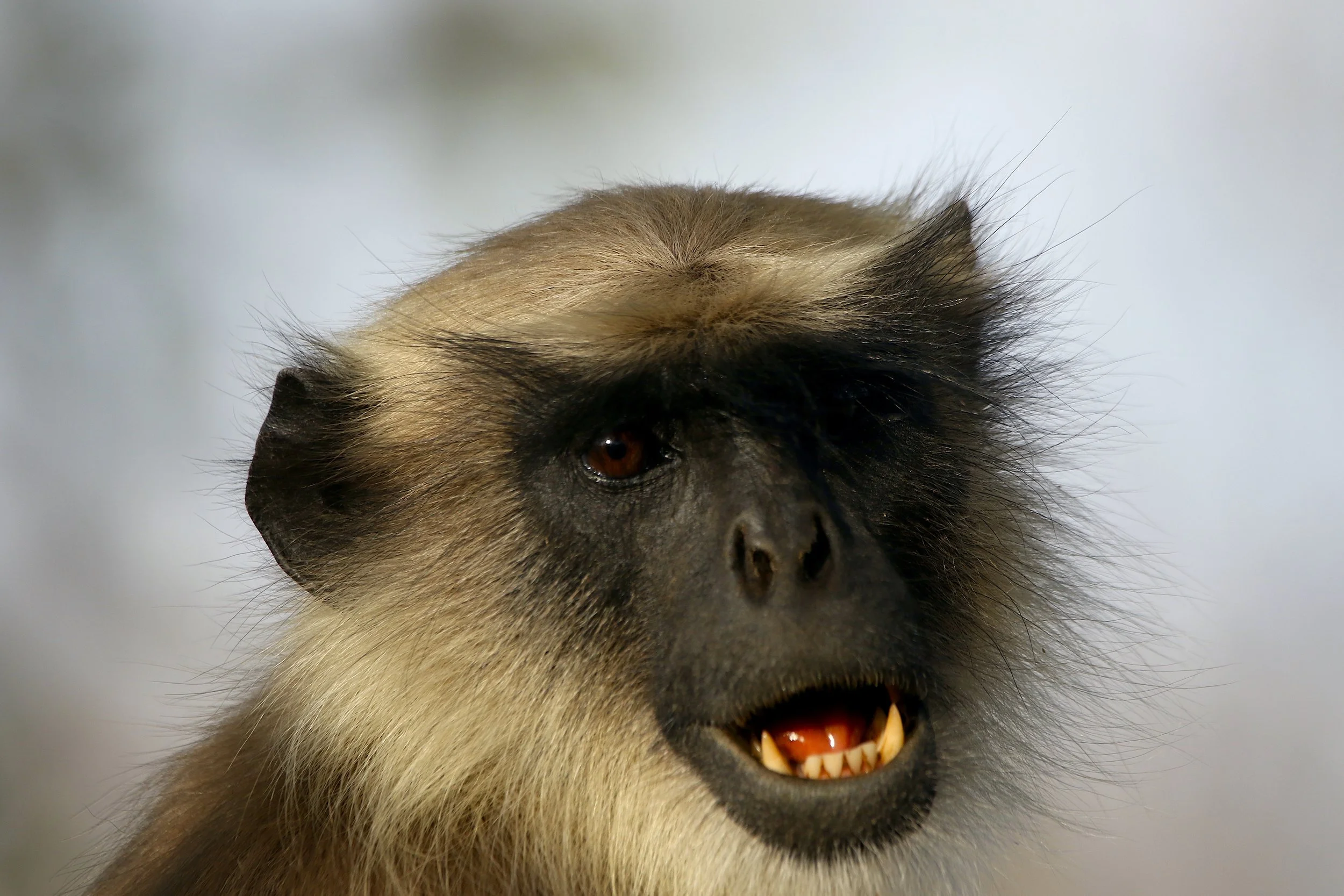 _3LANGUR-IMGL0947.jpeg
