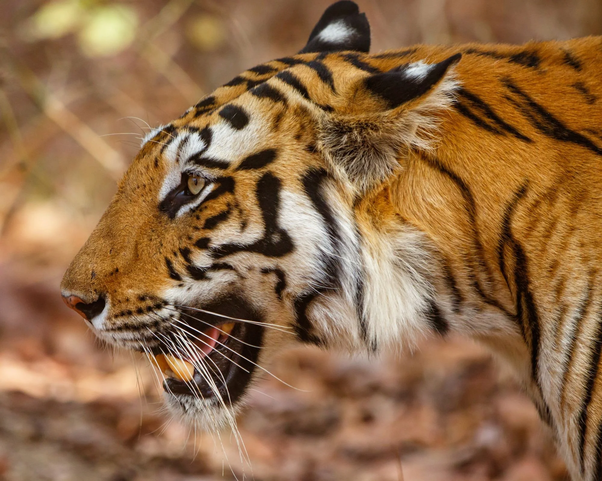India Salvaje. Entre tigres y templos
