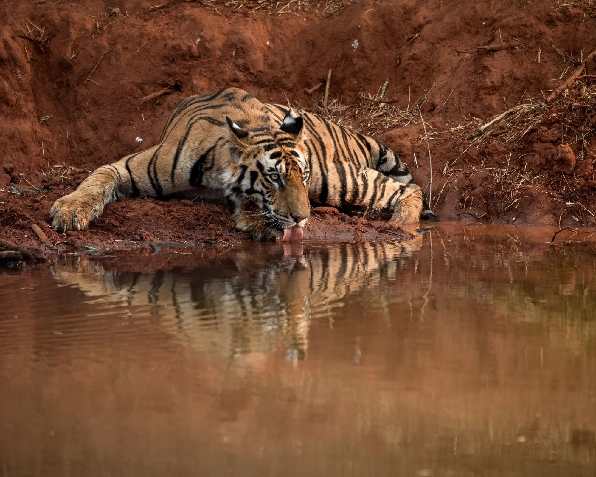 El viaje a la India que no esperas: naturaleza, tigres y ruinas olvidadas