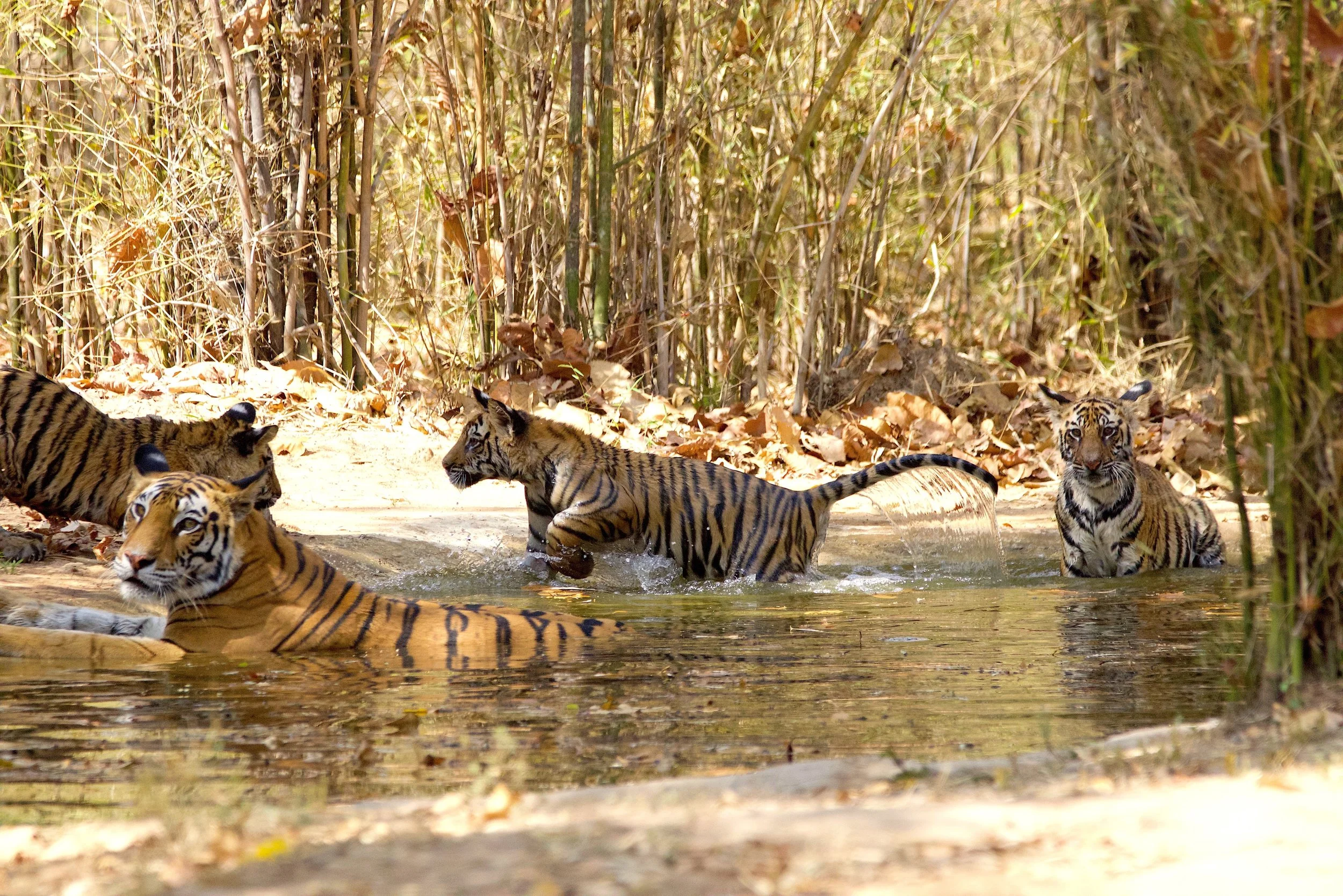 water_tigers_Bandhavgarh_india.jpg
