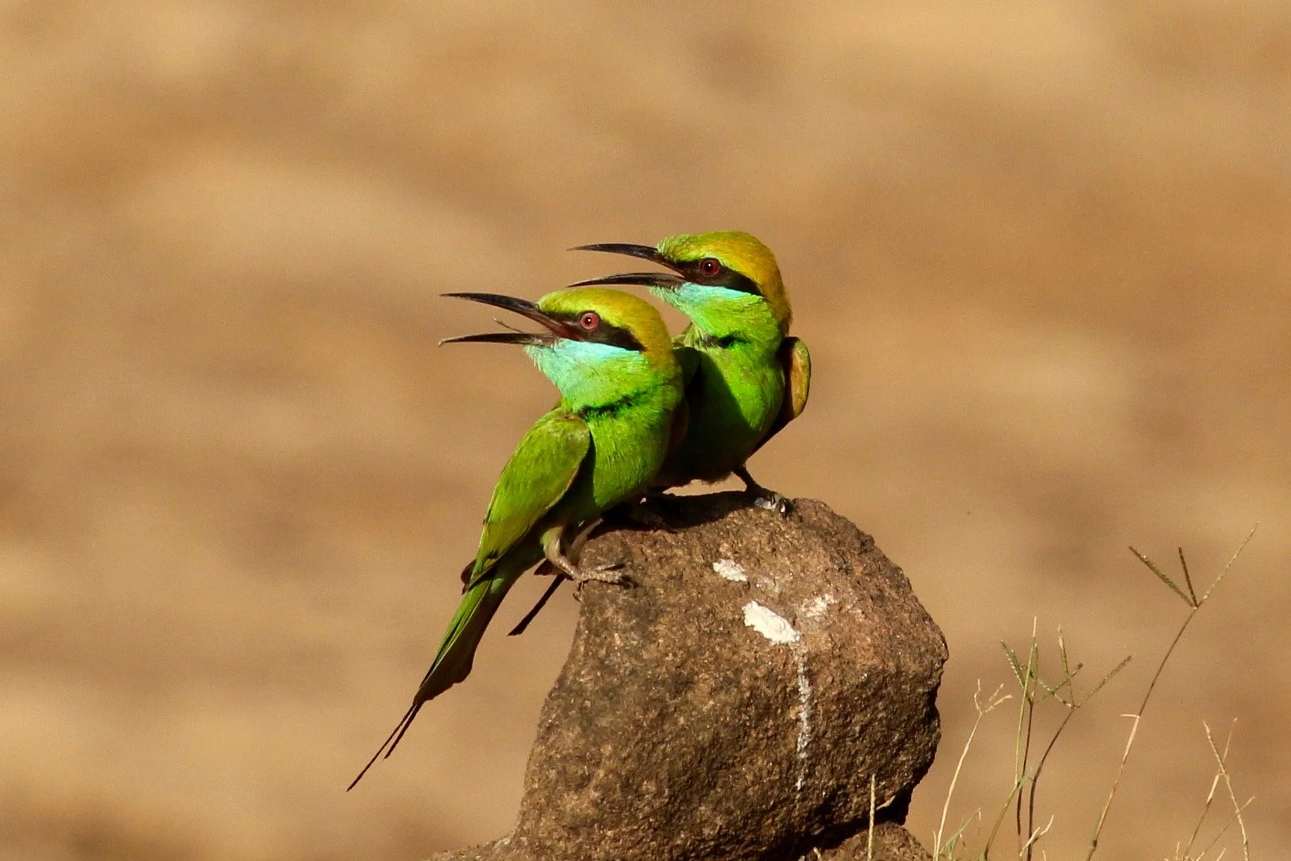 BEE EATERS-1732.jpeg