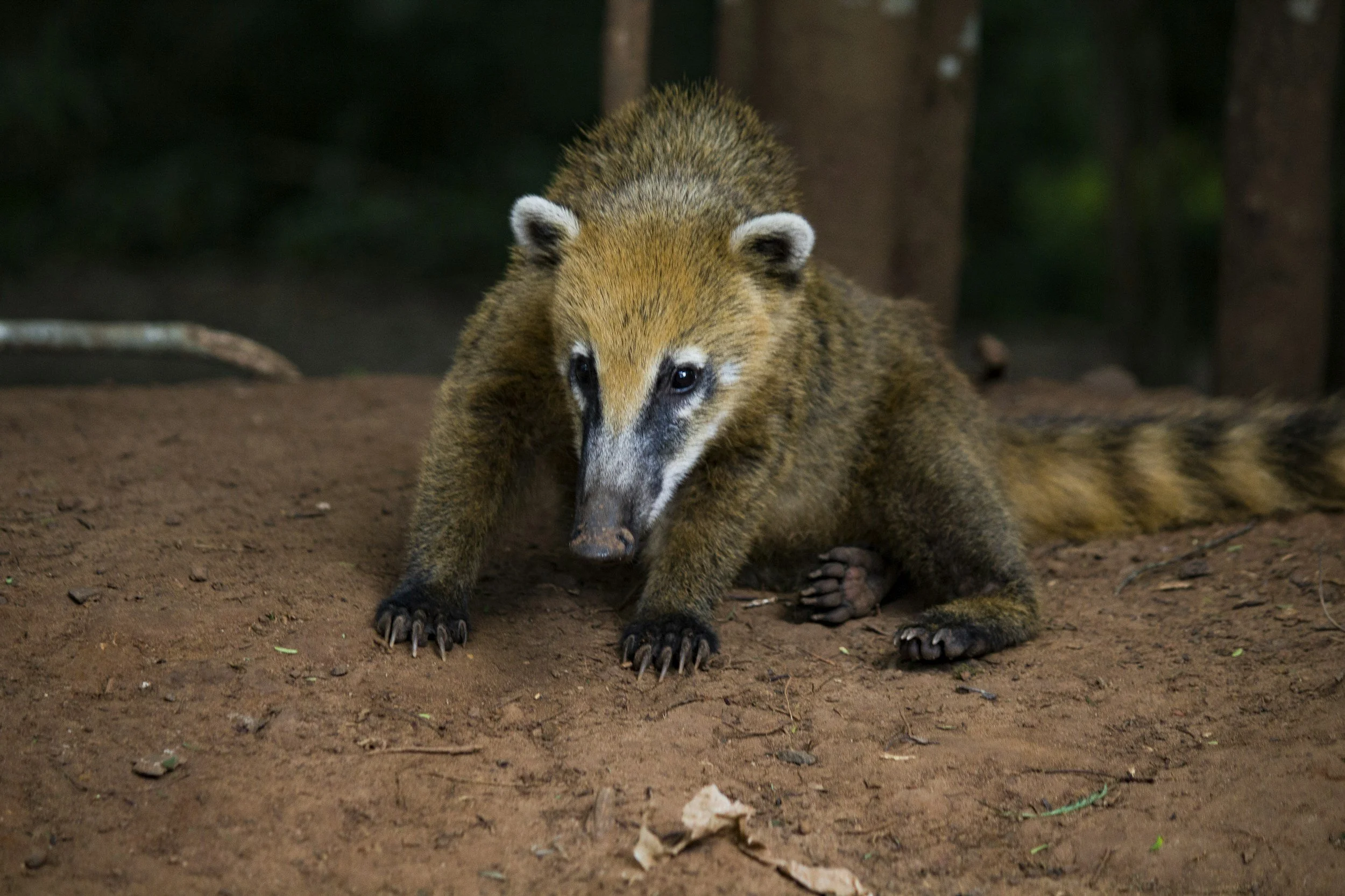 coati_iguazu_waterfall.jpg