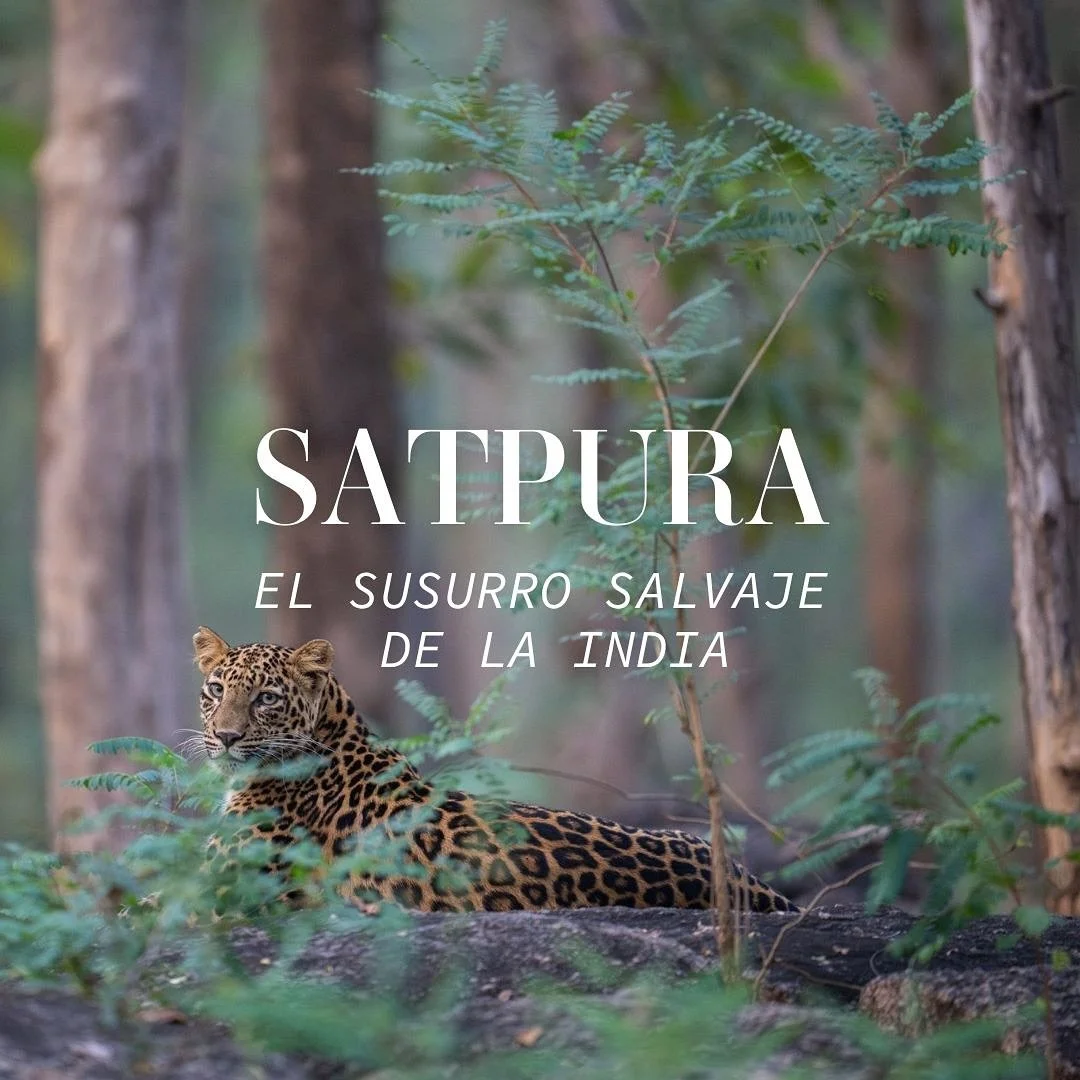 Satpura, el susurro salvaje de la India. Una joya oculta, un viaje que no conocías hasta ahora. 
En el corazón de Madhya Pradesh, los tigres caminan en silencio y los ríos cuentan historias antiguas. Aquí no hay multitude