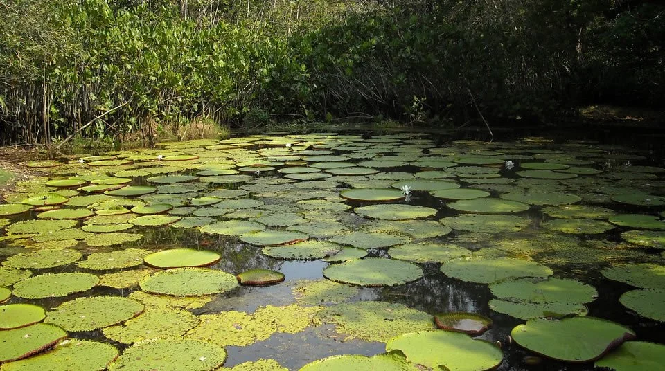 Parque Nacional Natural Amacayacu