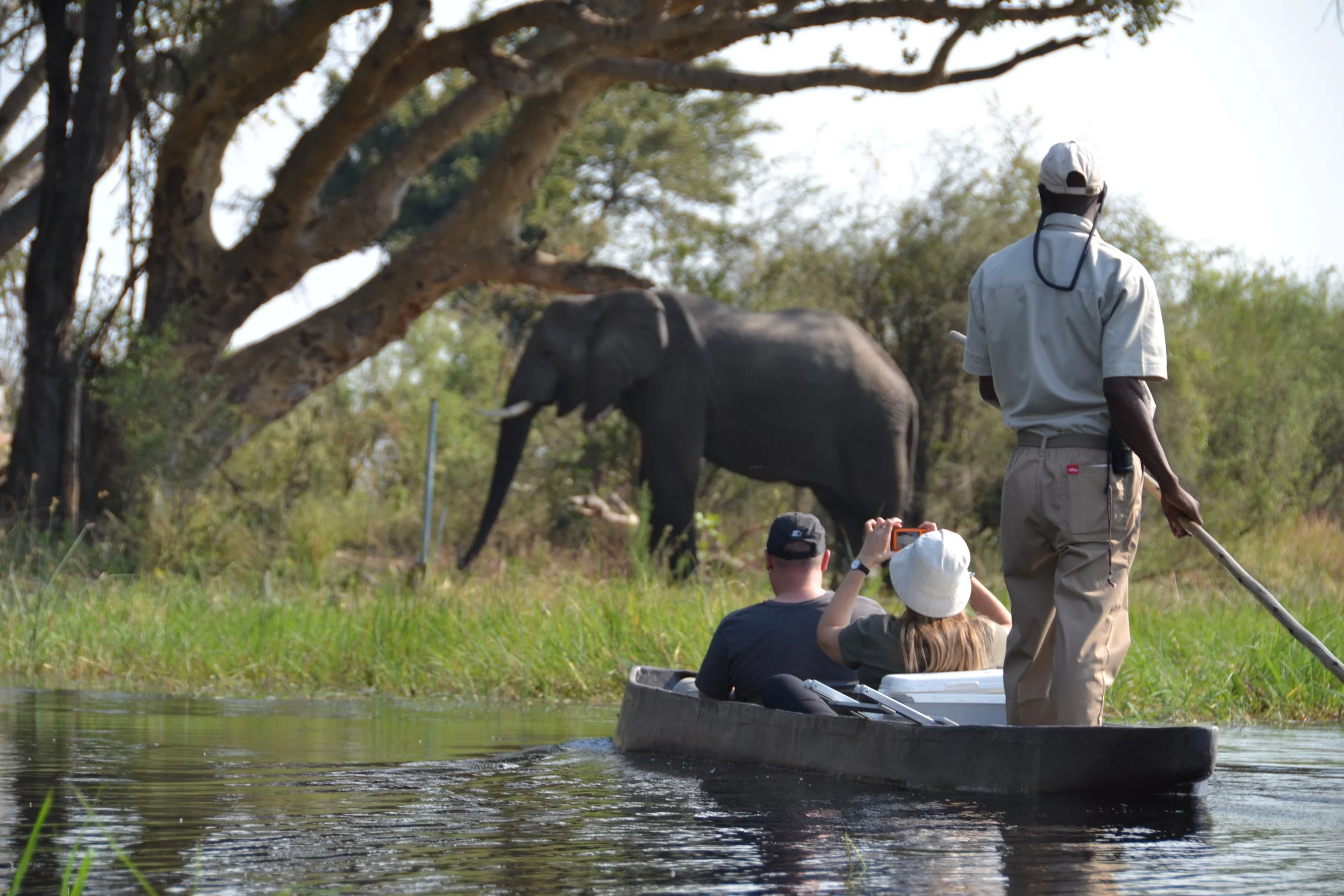 mokoro_okavango delta_safari_elephants.jpg