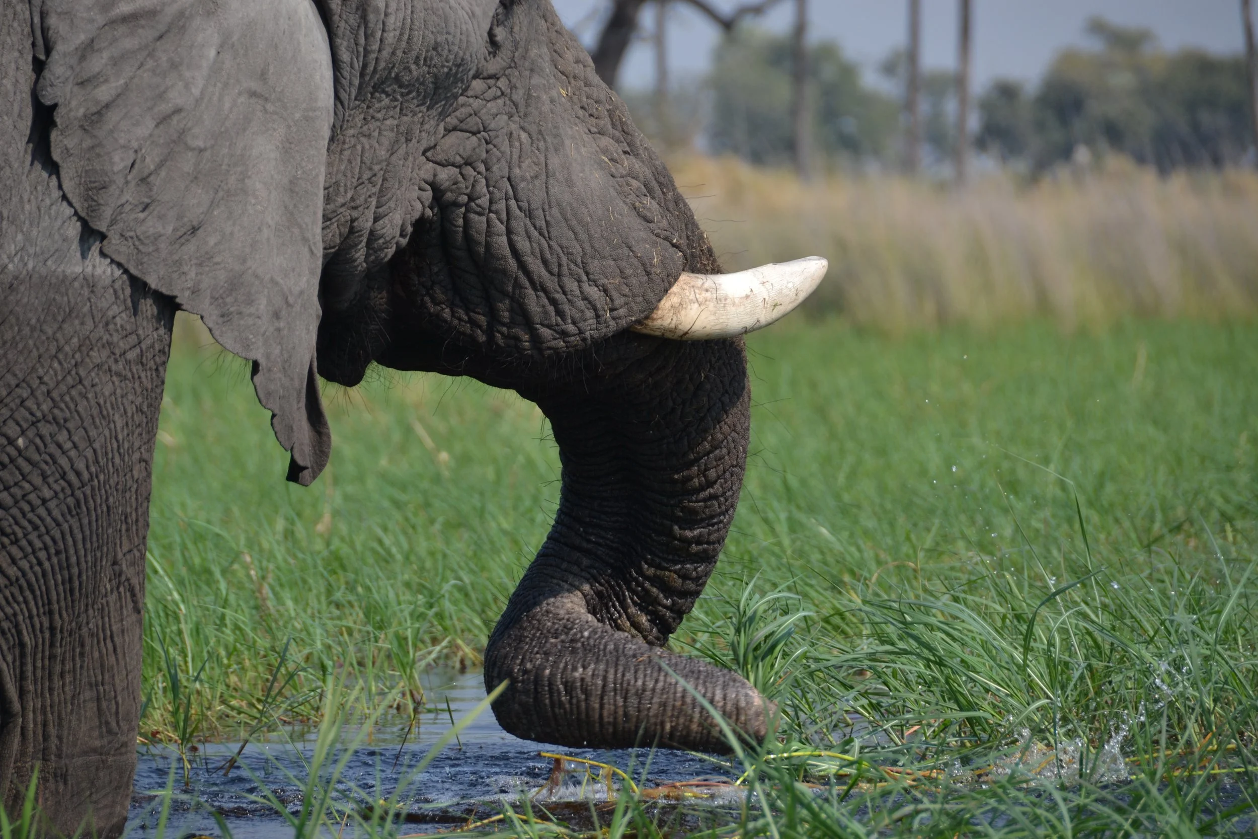 elephant_botswana_delta okavango.JPG