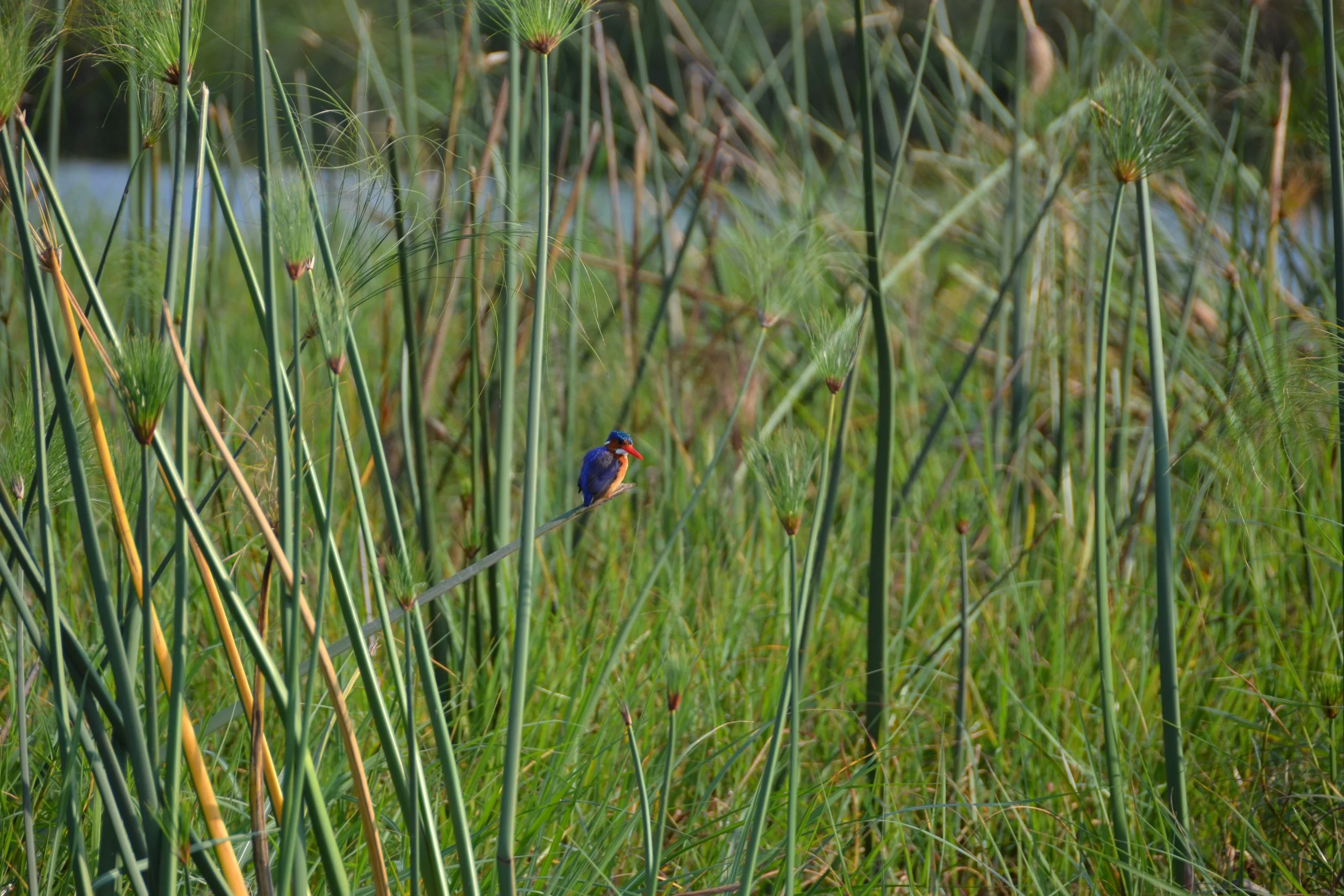 bird_okavango delta_botswana_rain season.jpg