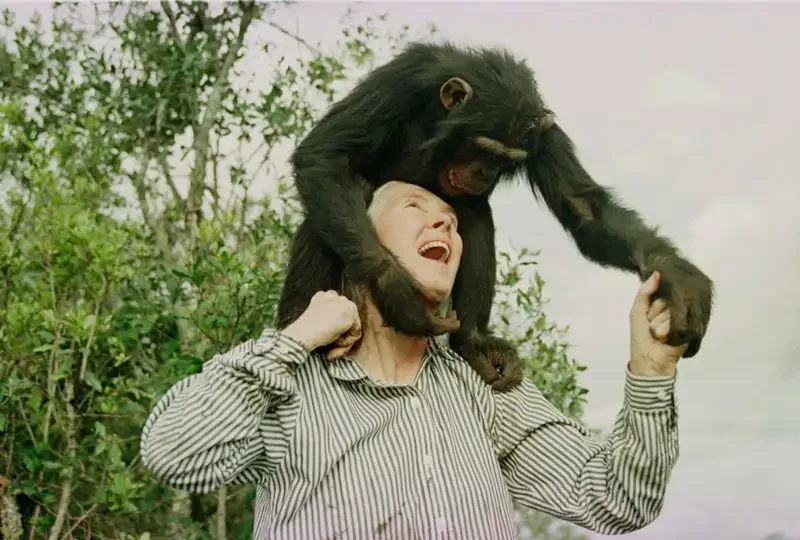 jane-goodall_00000000_251002092952_800x540.webp