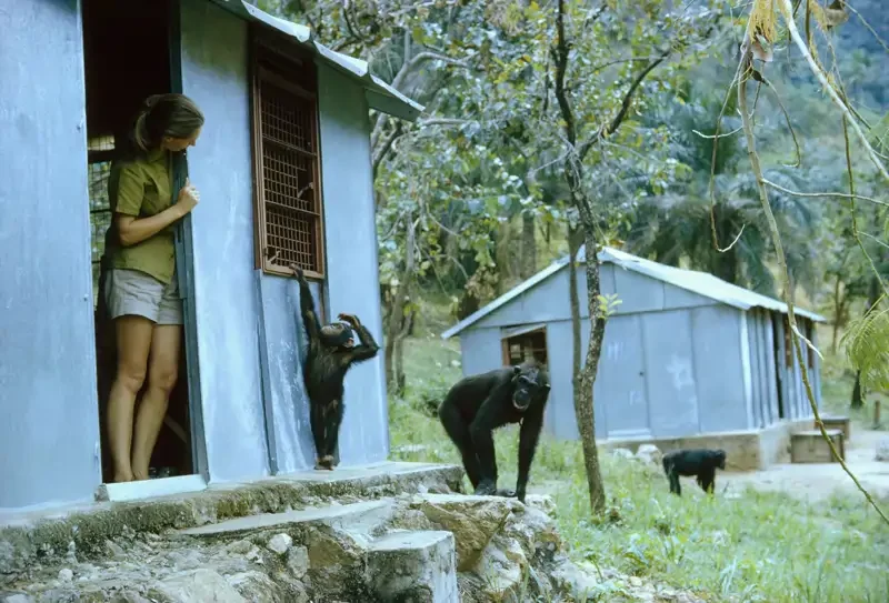 jane goodall_observation_investigation_first years.jpg
