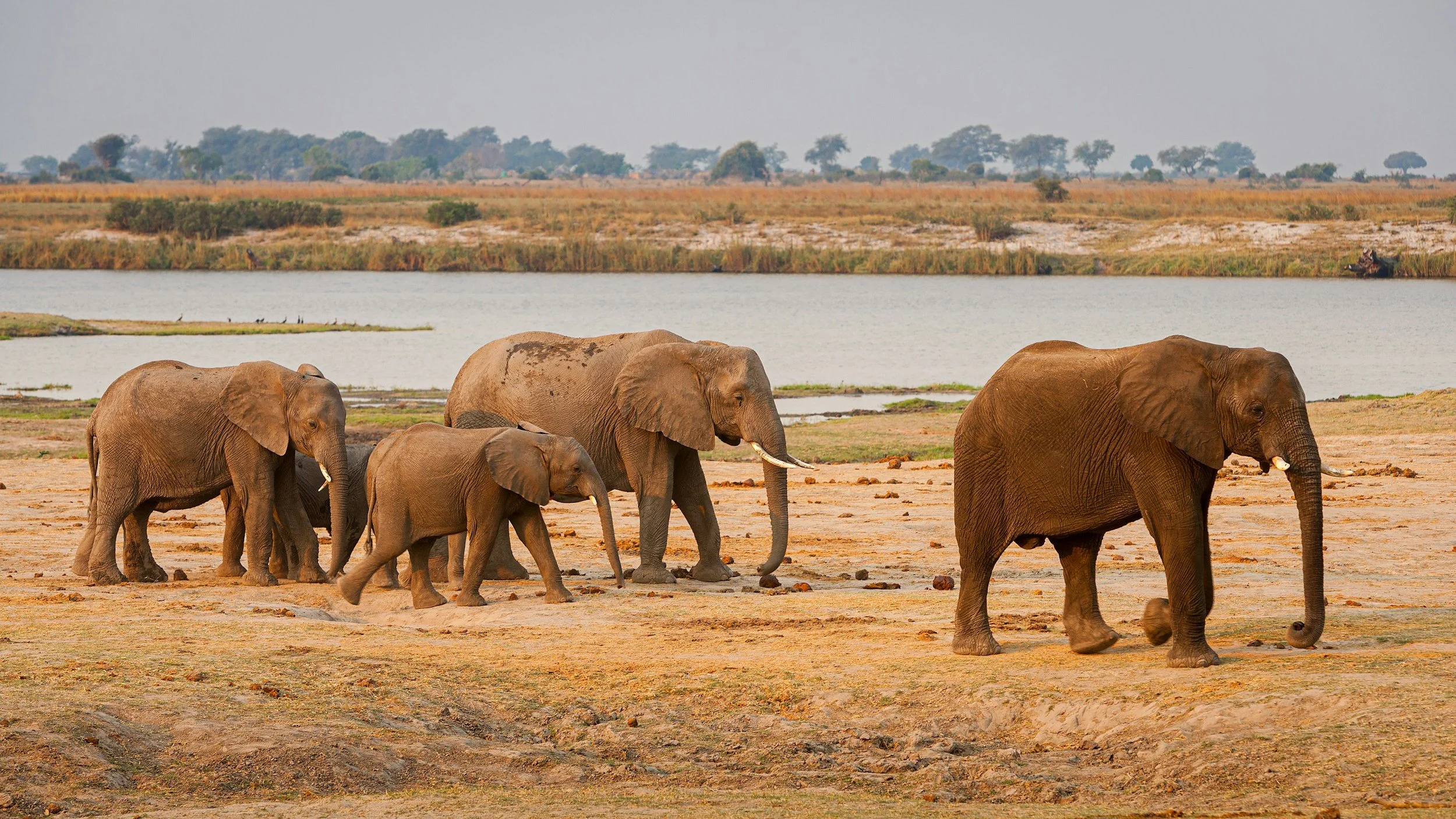 Elefantes bañándose en el río Chobe, en el norte de Botswana, cerca del Delta del Okavango. Escena típica de la vida salvaje africana.