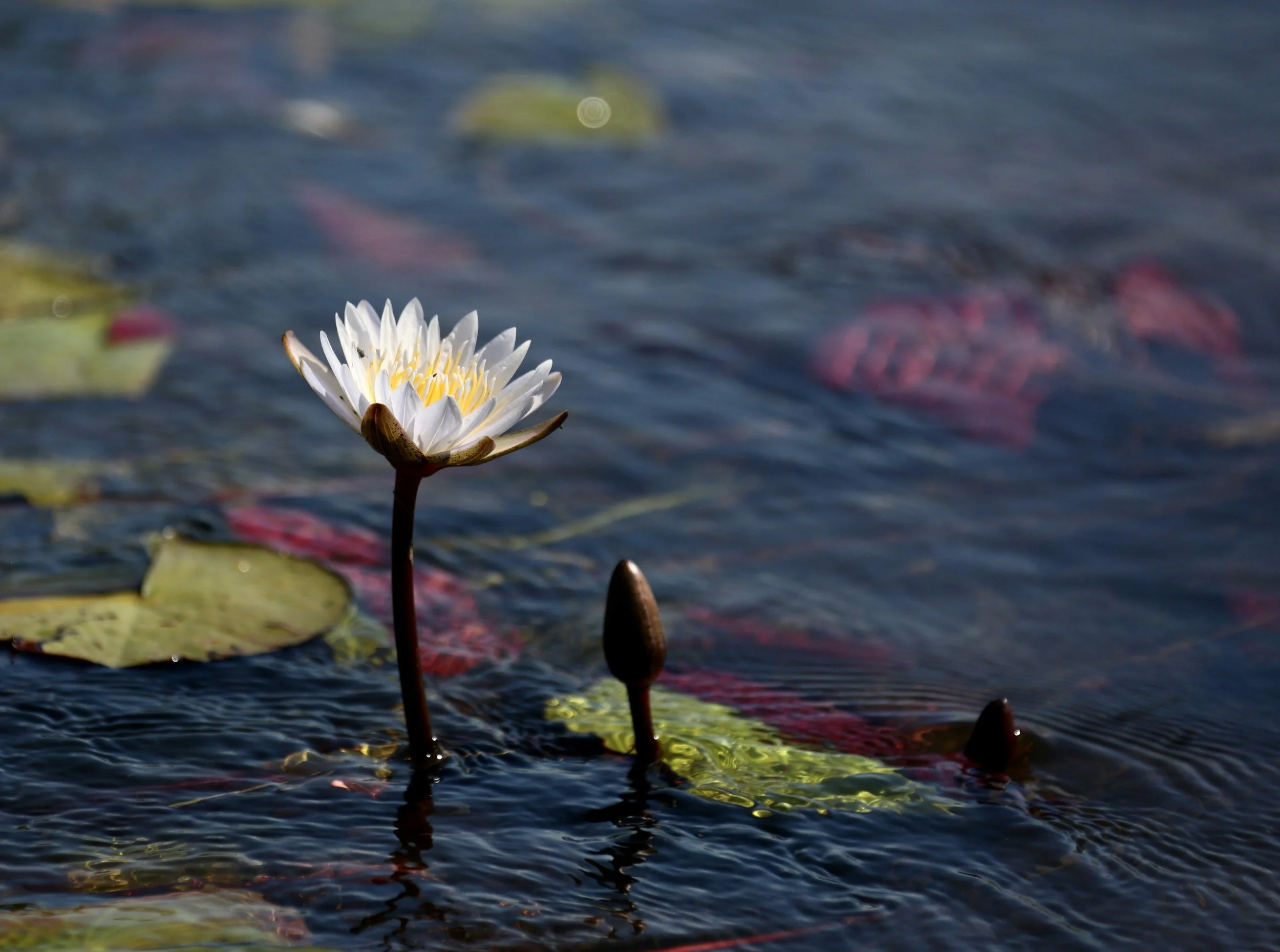 nenufar_azul_loto azul_flower_delta okavango_botswana.jpg.jpg