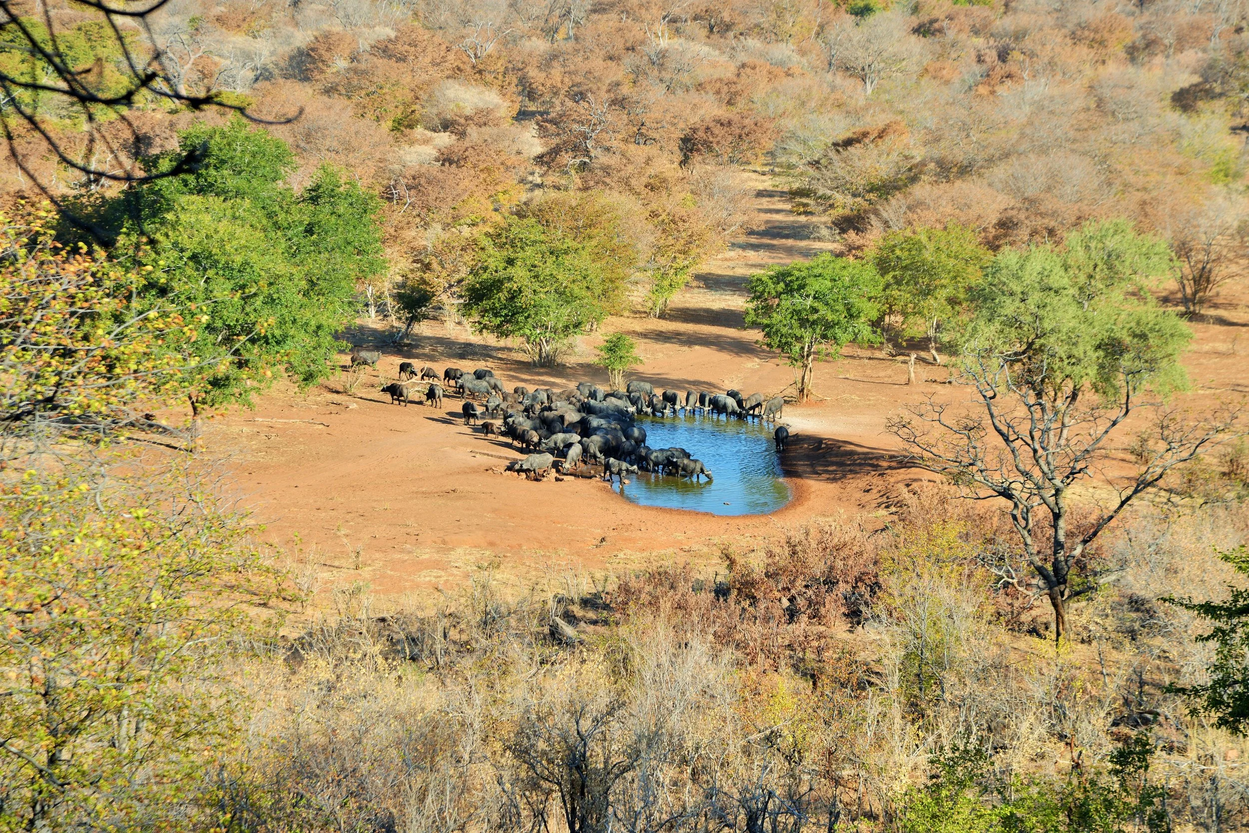 savuti_river_okabango delta_ghoha hills_botswana_animals Waterhole_View.jpg