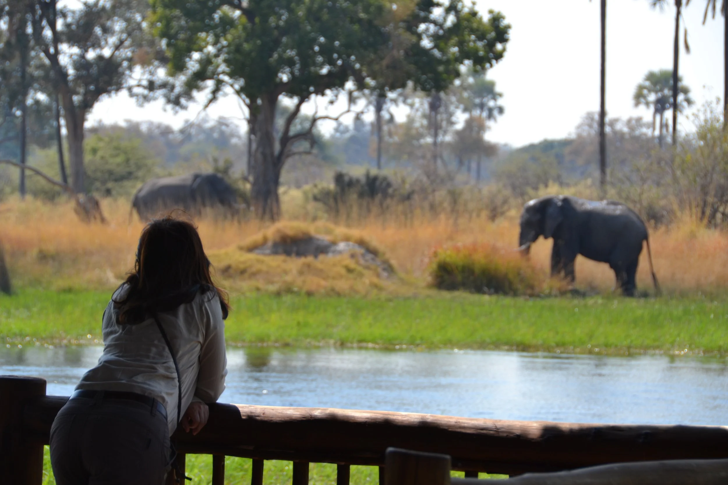 botswana_looking to the elephant from the lodge.jpg