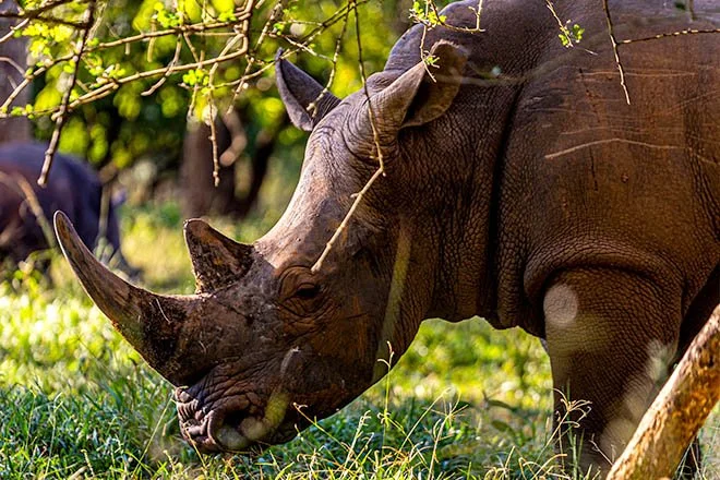 ziwa sanctuary_rhino-trek-close-up.jpg