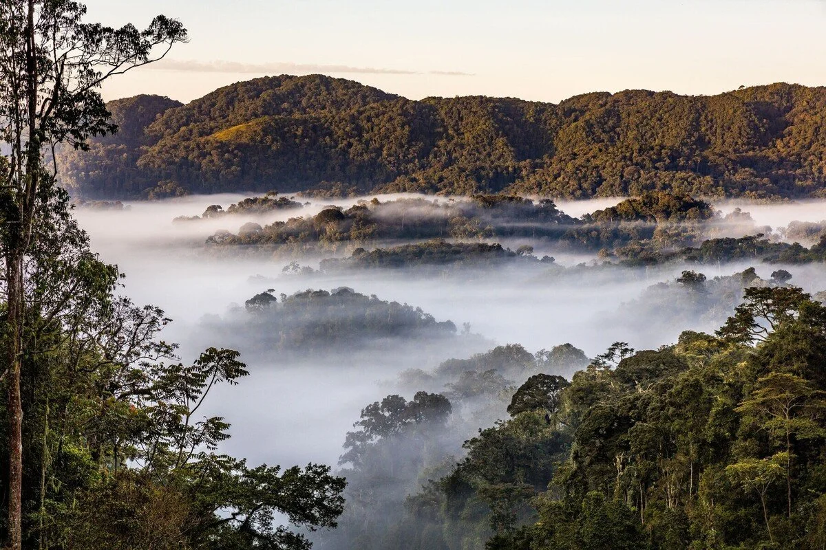 nyungwe ruanda national park