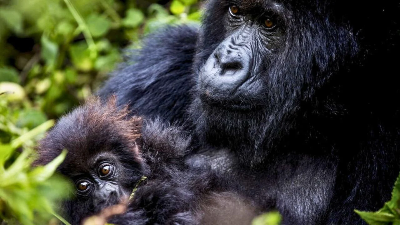 gorilla_biwindi national park_uganda.jpg