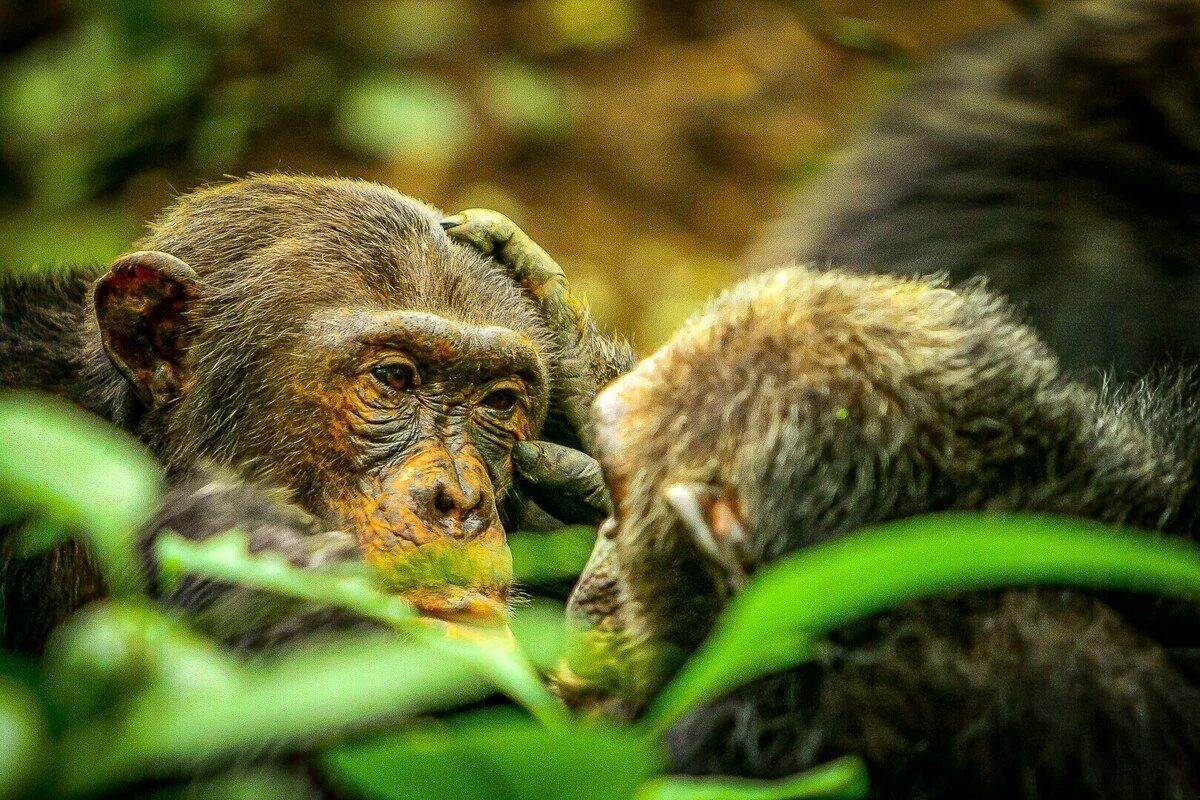 nyungwe ruanda national park_rwanda.jpg