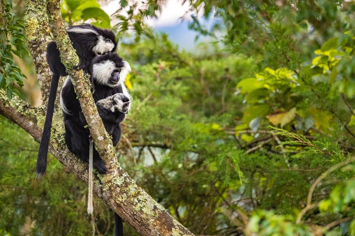 Nyungwe National Park_Rwanda.jpg