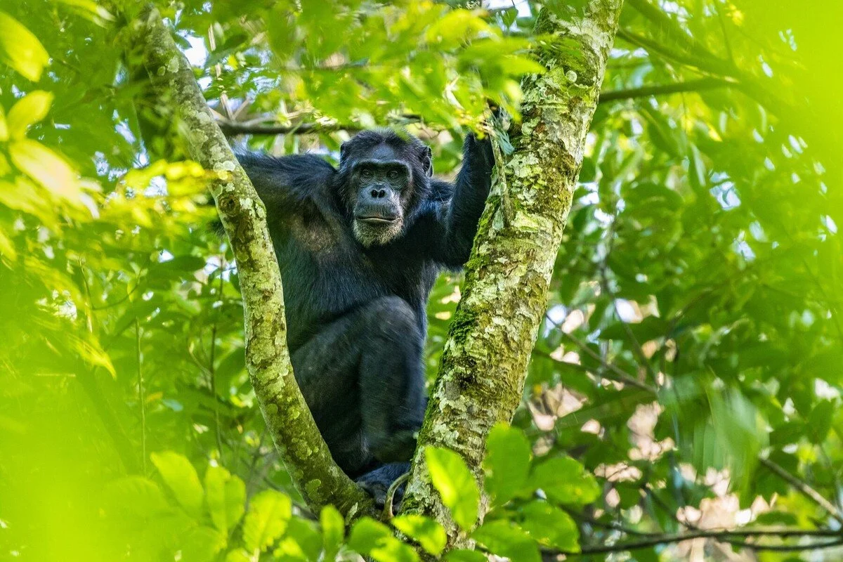 Nyungwe National Park_Rwanda_chimoance.jpg