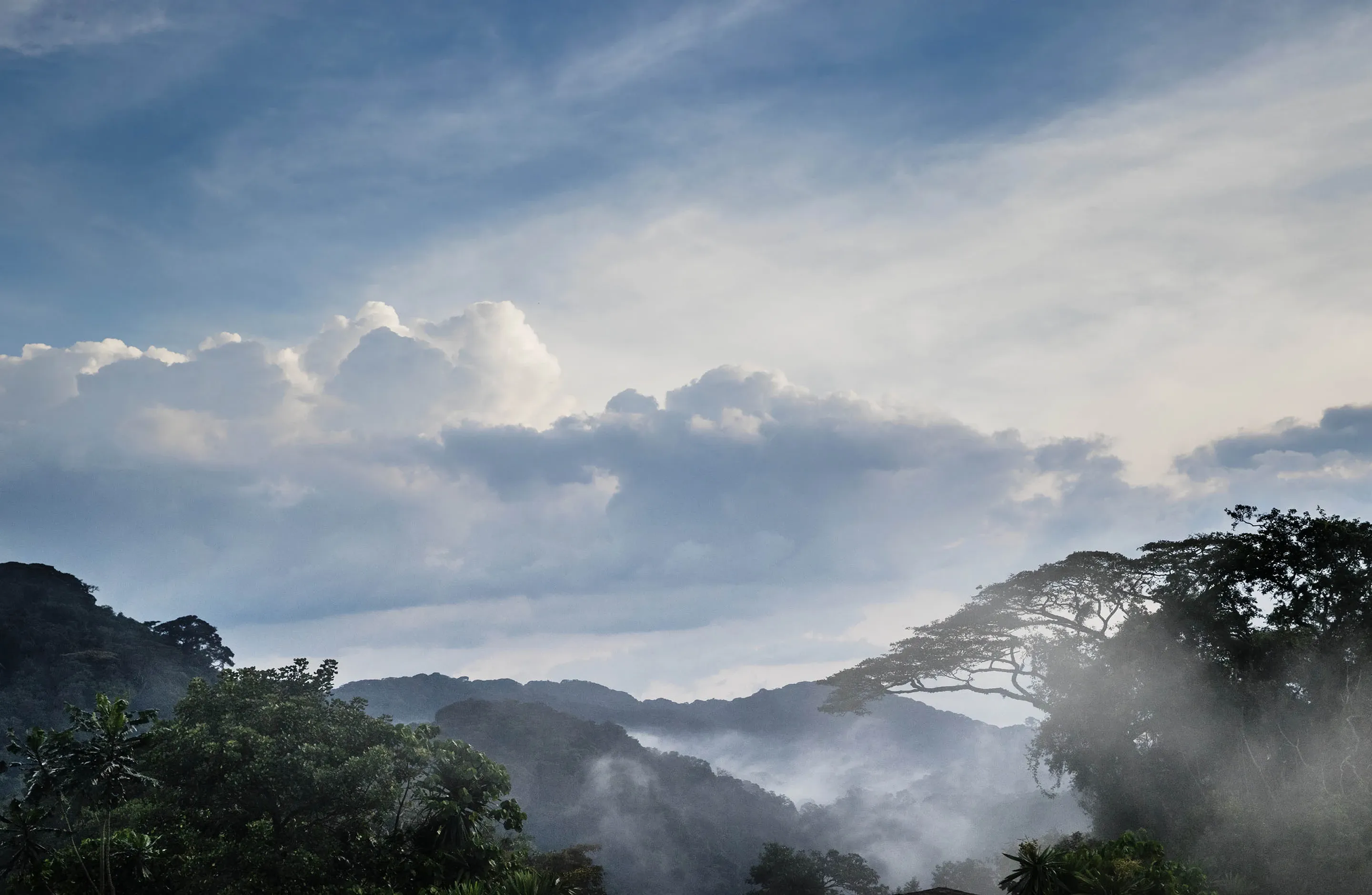 Nyungwe Rwanda.png