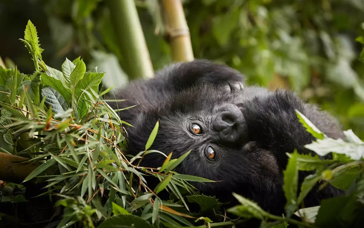 One&amp;Only Nyungwe House_gorilla_rwanda.png