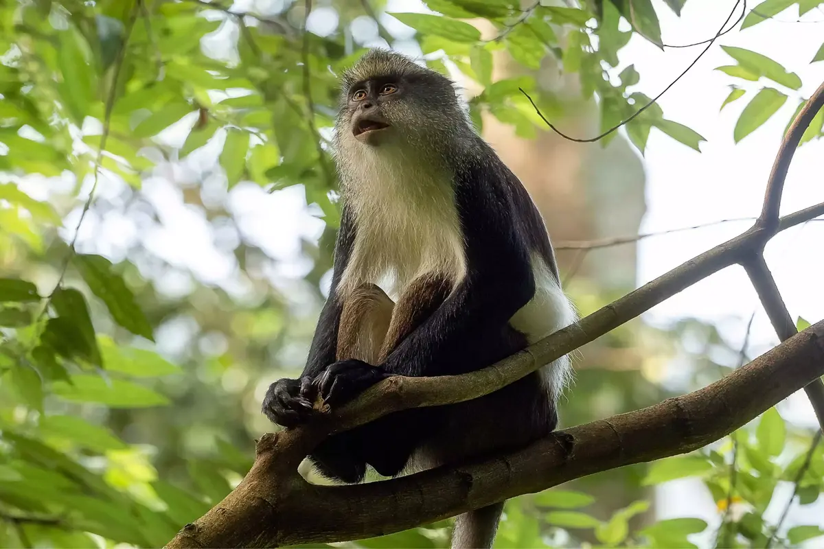 One&amp;Only Nyungwe House_rwanda_monkey in the tree.jpg