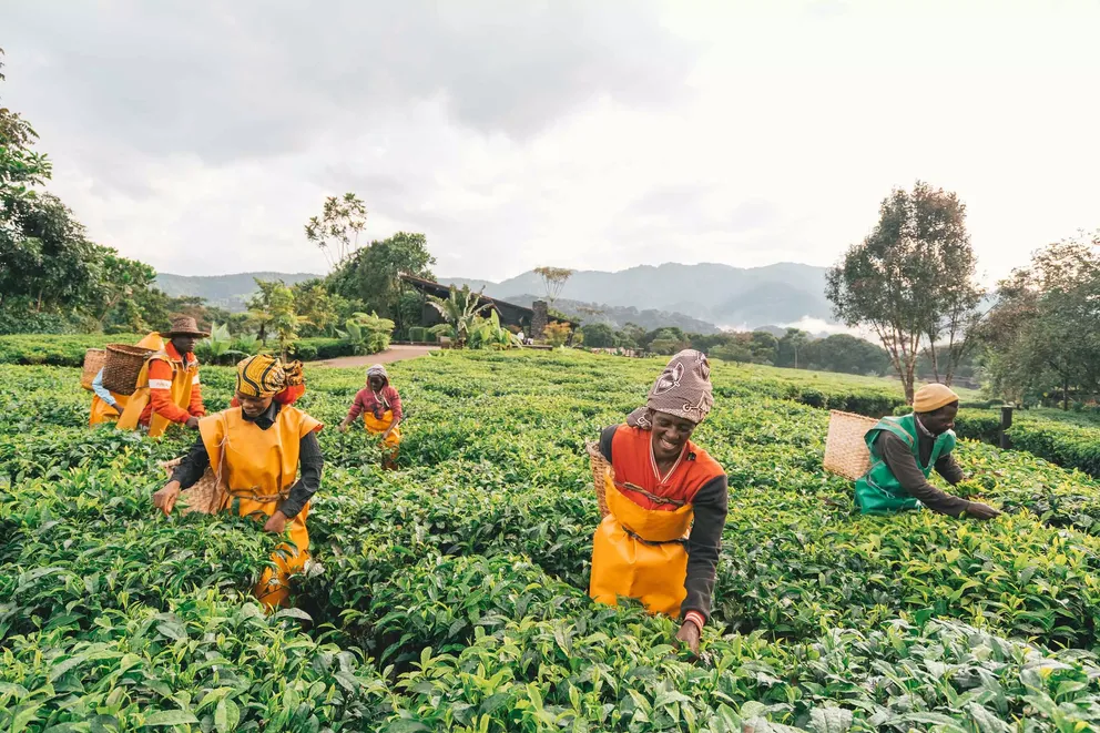 One&amp;Only Nyungwe House_locals_gardening.jpg