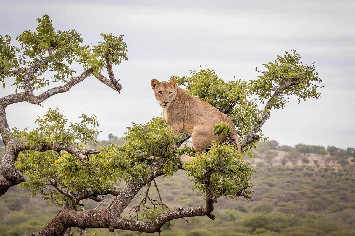 manyoni game reserve_southafrica.jpg