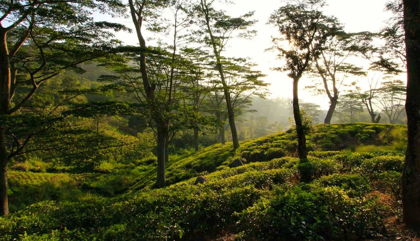 uga hallowella_resort_sri lanka_pekoe trail.jpg