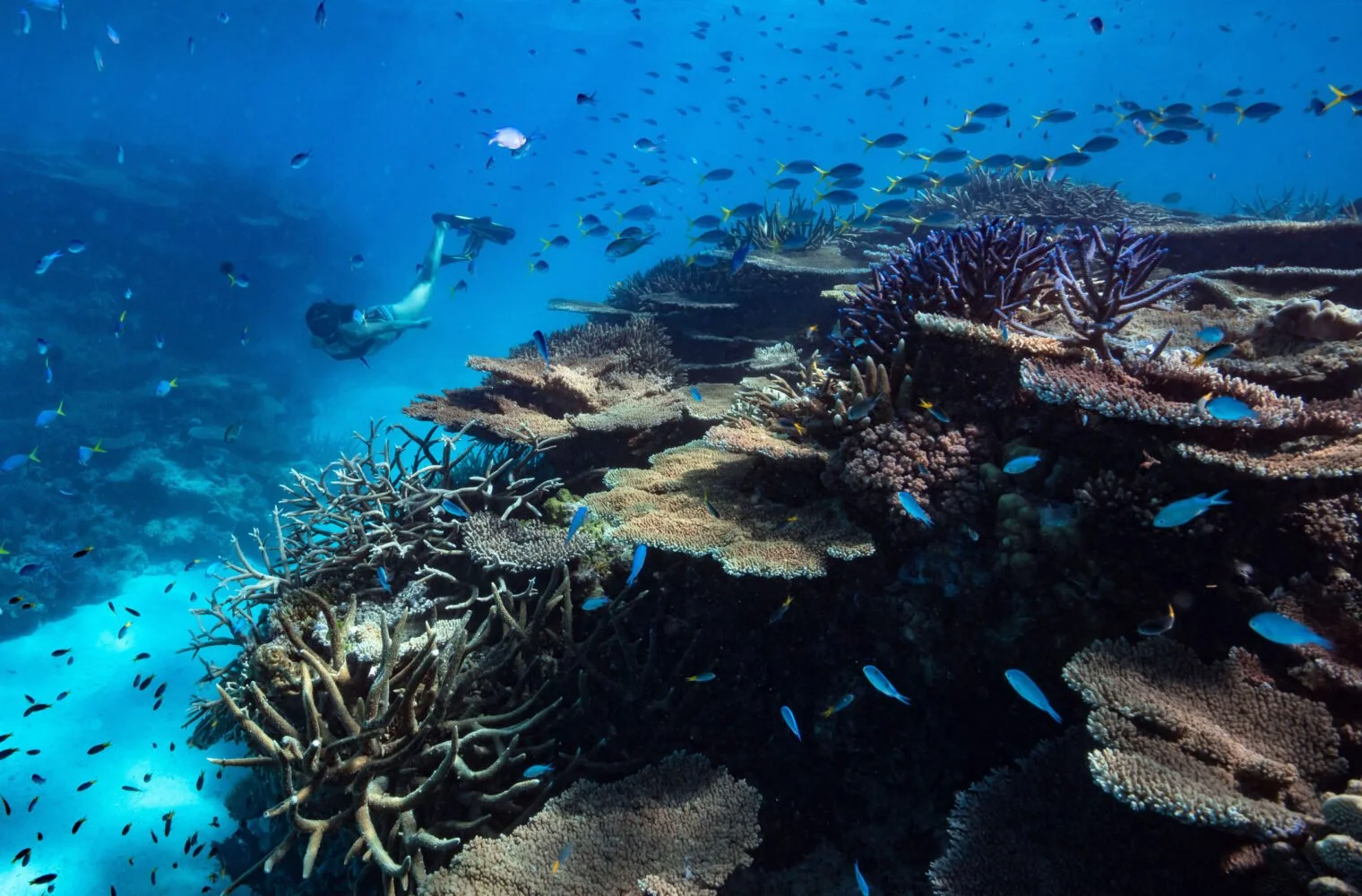 orpheus island lodge_great barrier reef_australia_snorkel.jpg