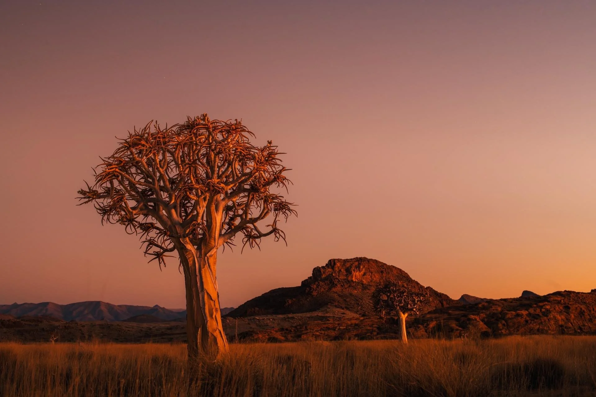 namibia_tree_twilight.JPG