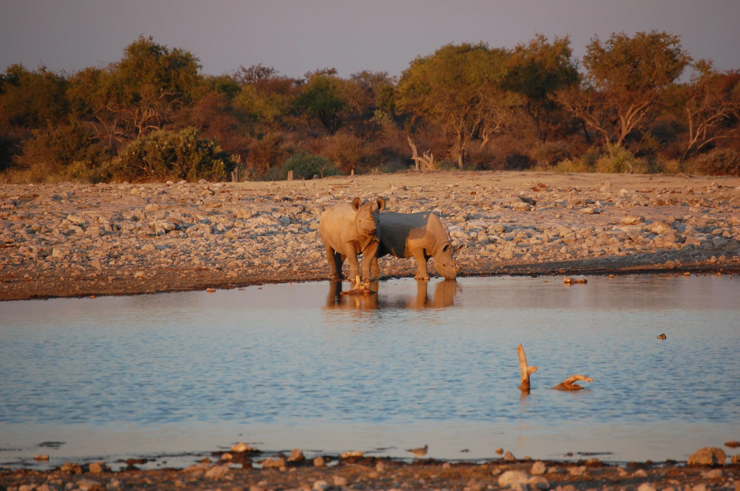 rhino_namibia.JPG