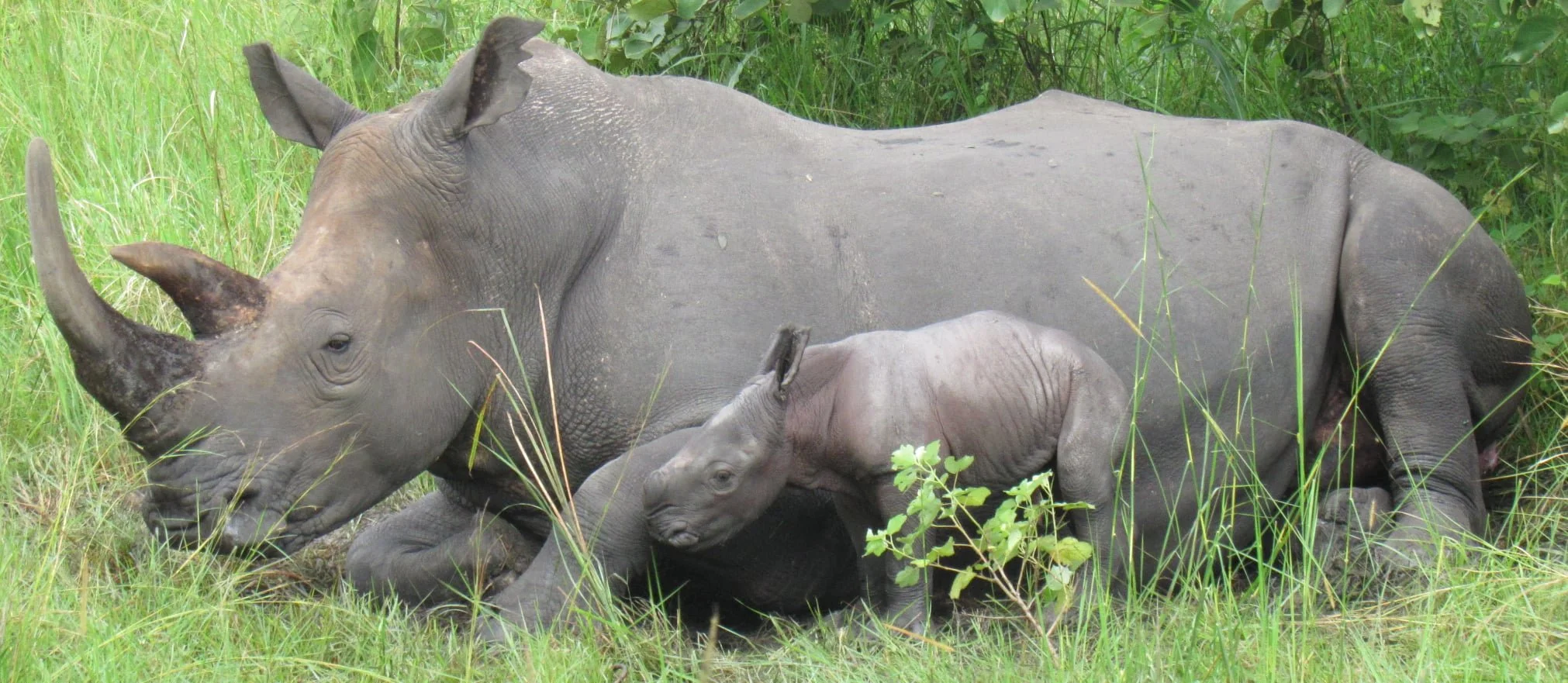 RESERVA ZIWA UGANDA 1 .jpg