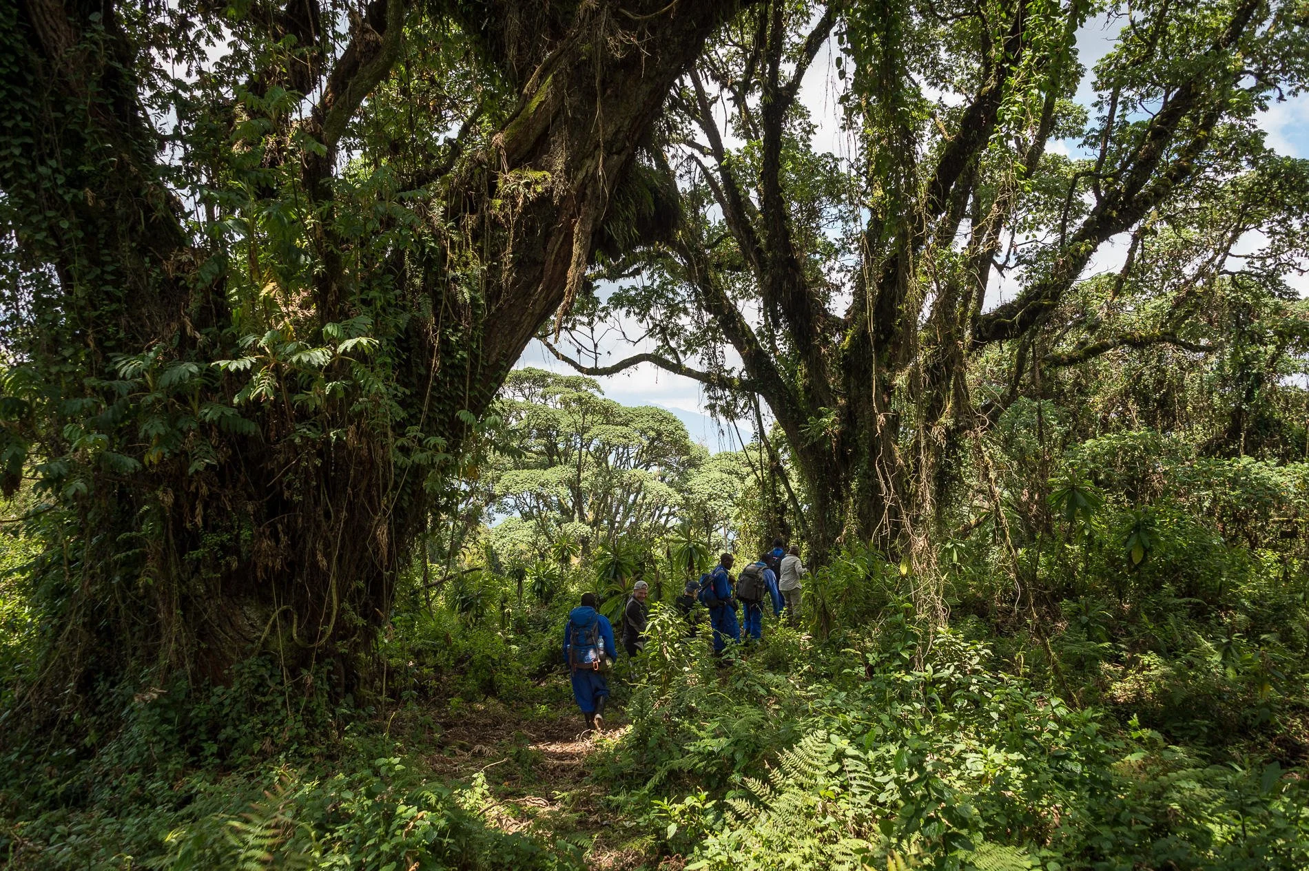 5-Bisate Lodge_6.jpg