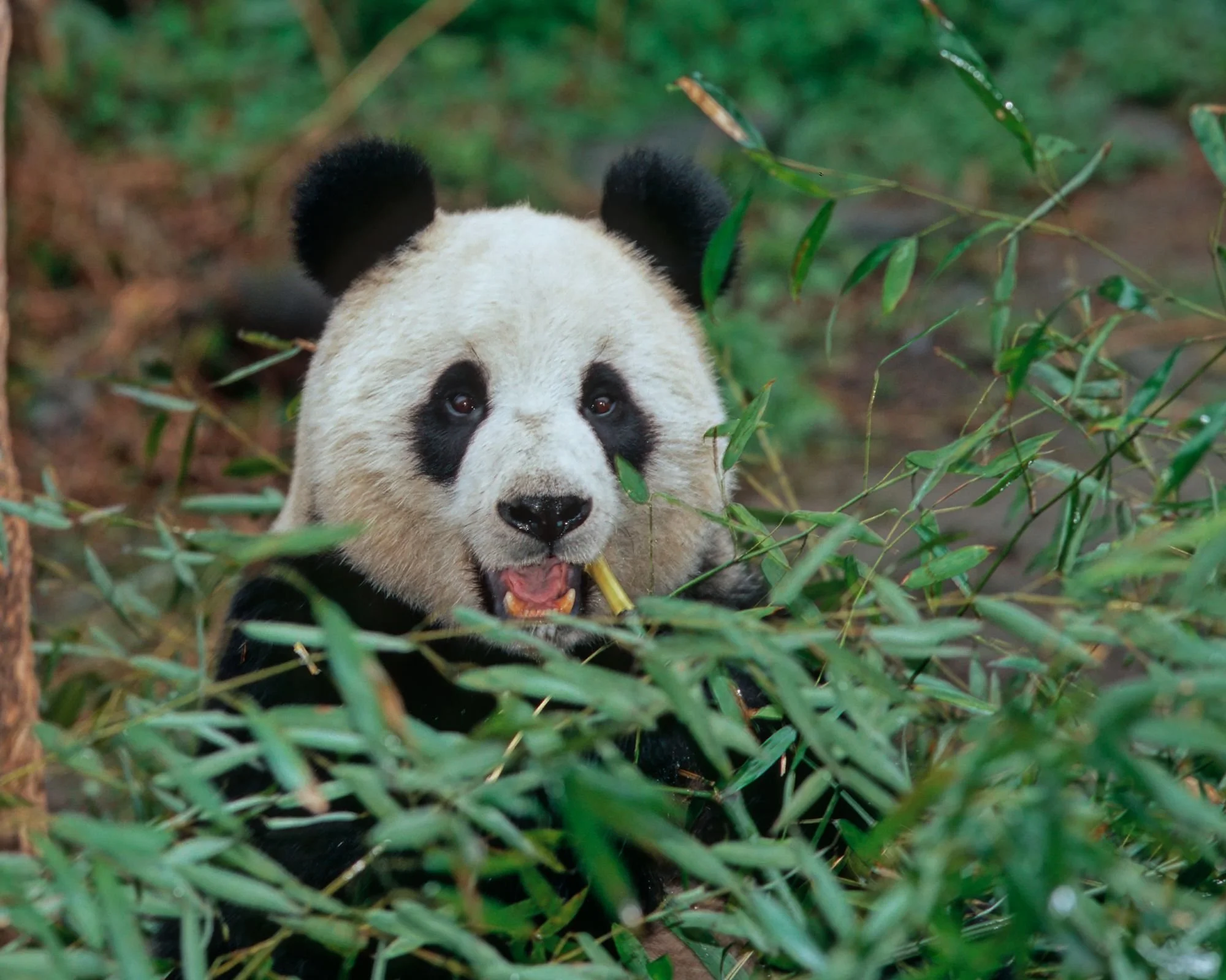 2 Wolong, el Centro de Desarrollo de Osos Panda.jpg
