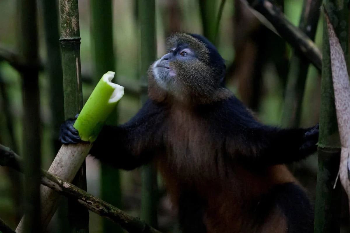 2-6-day-virunga-gahinga-gorilla-golden-monkey-safari.jpg
