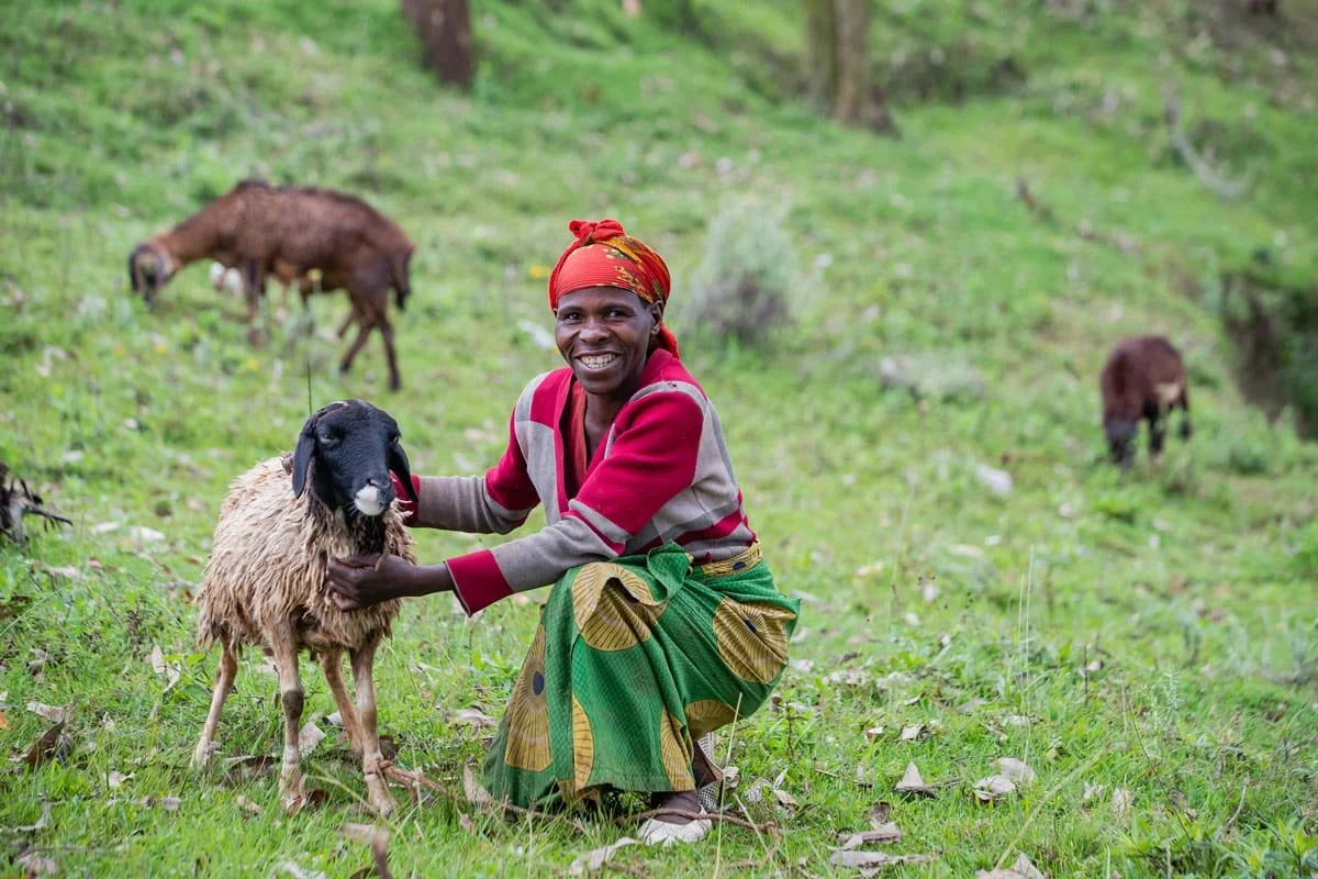 3-volcanoes-safaris-virunga-lodge-rwanda-one-sheep-family-comm.jpg
