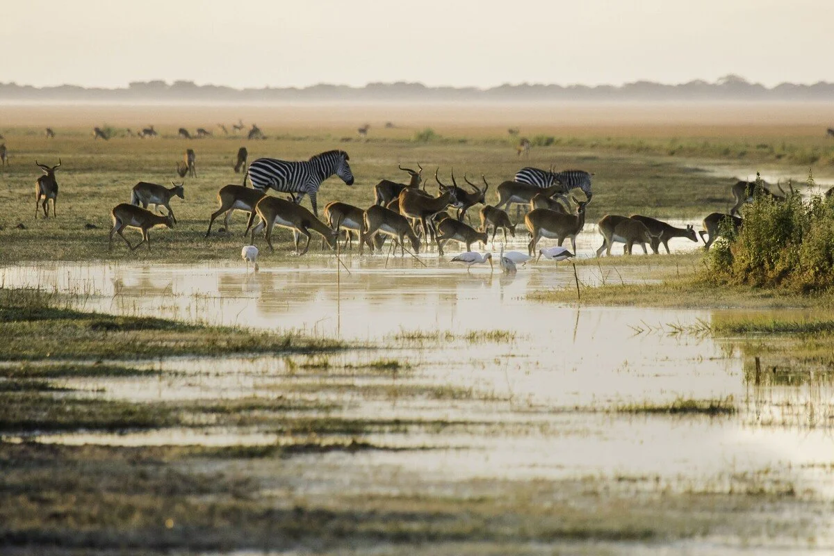 Bangweulu zambia 2.jpg
