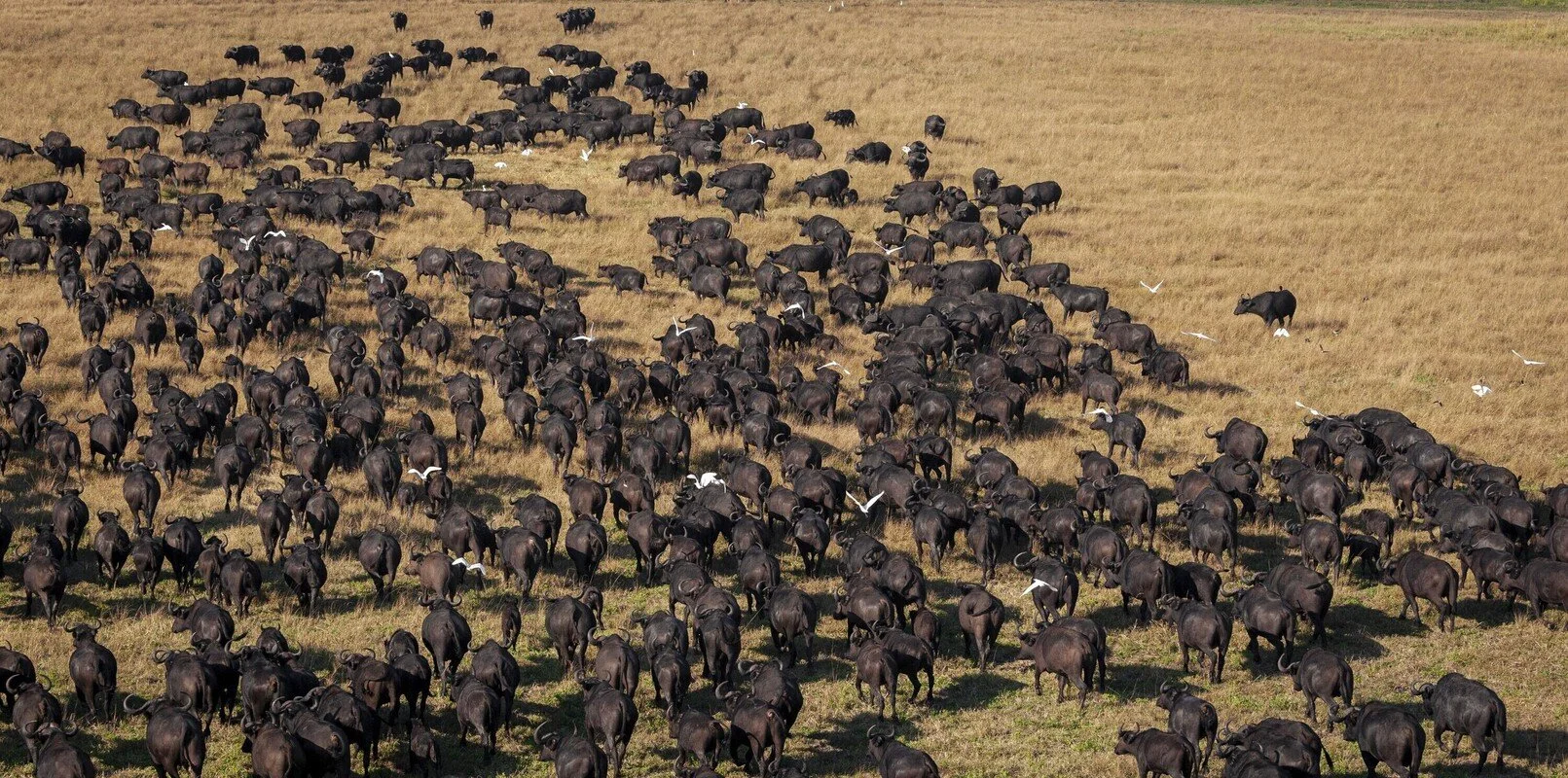 kafue national park zambia .jpg