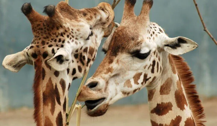 Mosi-oa-Tunya national park zambia 7.jpg