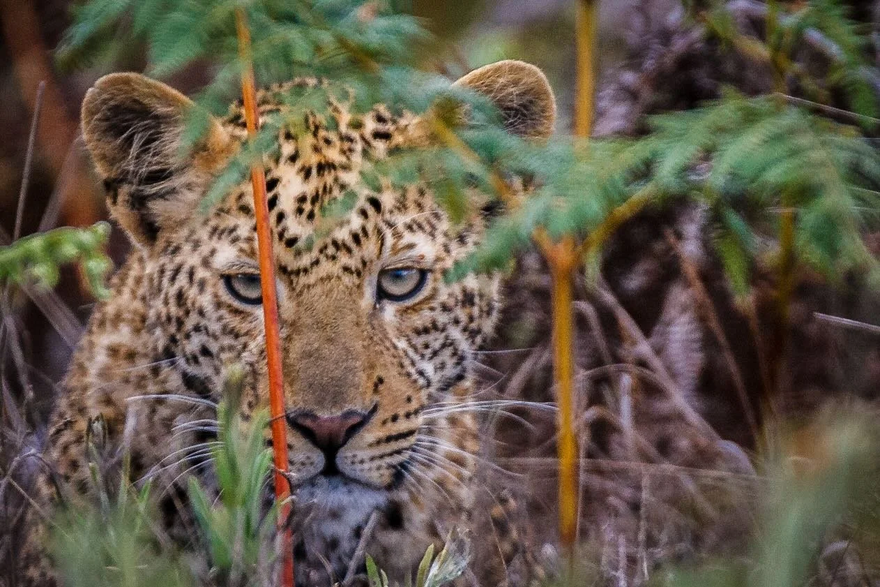 nyika national park malawi
